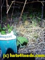 /home//u458753944/public_html/sourcegallery/////Roxborough Toad Detour/2013-2019/2013/2013-04-09/P1120194.JPG